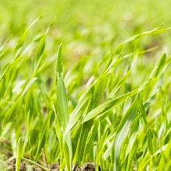 Talen Tools Handbijl 800 Gram Compl.