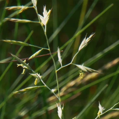 MRS Seeds & Mixtures Schapegras