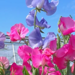 MRS Seeds & Mixtures Reukerwt 'Bijou' Gemengd