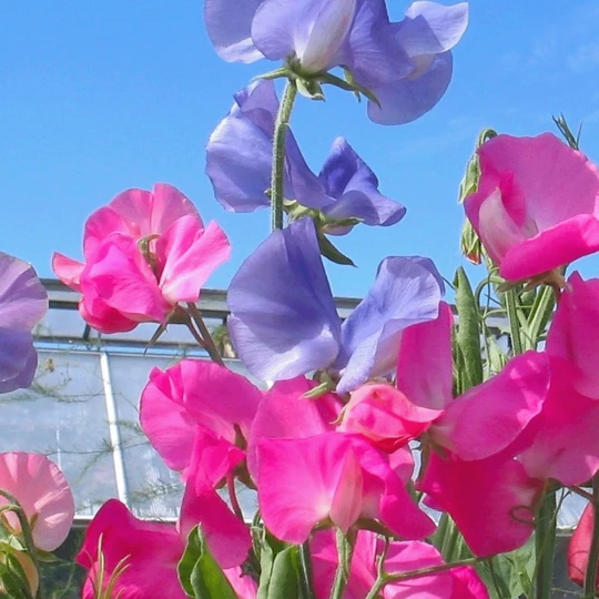 MRS Seeds & Mixtures Reukerwt 'Bijou' Gemengd 3 MRS Seeds & Mixtures Reukerwt 'Bijou' Gemengd