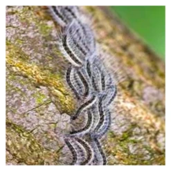 Ten Have Bloemen/Kruidenmengsel - Eikenprocessie Control