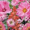 MRS Seeds & Mixtures Zomerbloemen Roze & Rode Tinten Mix -NatuurlijkeTuinMeester image 226
