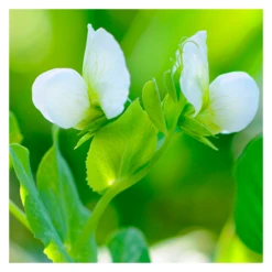 ECOstyle Aaltjes Tegen Veenmollen