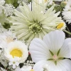 MRS Seeds & Mixtures Zomerbloemen Witte Tinten Mix -NatuurlijkeTuinMeester image 240