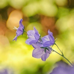 MRS Seeds & Mixtures Bosrand Bloemenmengsel Schaduw Inheems - Meerjarig -NatuurlijkeTuinMeester image 246