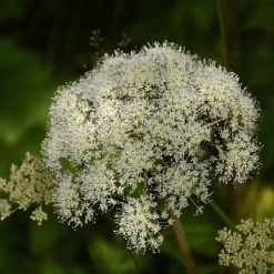 MRS Seeds & Mixtures Bosrand Bloemenmengsel Schaduw Inheems - Meerjarig -NatuurlijkeTuinMeester image 249