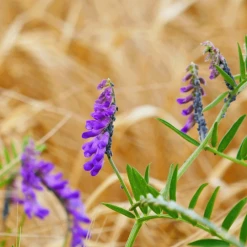 MRS Seeds & Mixtures Bosrand Bloemenmengsel Schaduw Inheems - Meerjarig -NatuurlijkeTuinMeester image 252