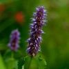 MRS Seeds & Mixtures Dropplant - Agastache Mexicana 'blue' -NatuurlijkeTuinMeester image 253