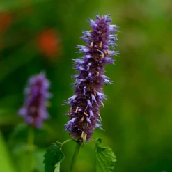 MRS Seeds & Mixtures Dropplant - Agastache Mexicana 'blue'