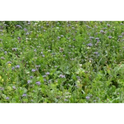 Lord Noords Wildakker Mengsel -NatuurlijkeTuinMeester image 263