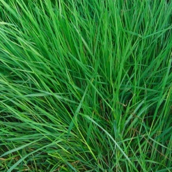 MRS Seeds & Mixtures Orgamix Mos Control | Anti Mos Gazonmest