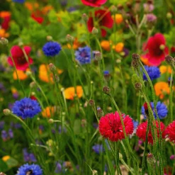 MRS Seeds & Mixtures Bijen & Hommelmengsel 1- En Meerjarig