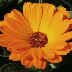 MRS Seeds & Mixtures Biologisch Lieveheersbeestjes Bloemenmengsel -NatuurlijkeTuinMeester image 279