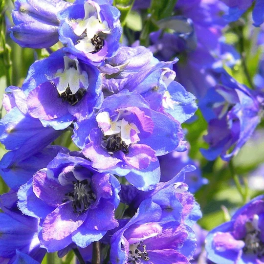 MRS Seeds & Mixtures Zomerbloemen Paarse Tinten Mix 3 MRS Seeds & Mixtures Zomerbloemen Paarse Tinten Mix