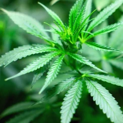 MRS Seeds & Mixtures Vezelhennep Zaaizaad