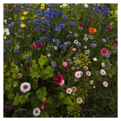 MRS Seeds & Mixtures Snijbloemenmengsel 1-jarig