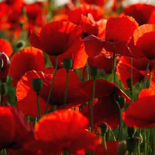 MRS Seeds & Mixtures Zomerbloemen Rode Tinten Mix 3 MRS Seeds & Mixtures Zomerbloemen Rode Tinten Mix