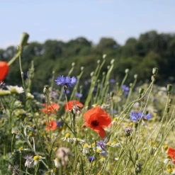 MRS Seeds & Mixtures Bloemenmengsel Voor Vlinders