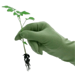 De Wiltfang Foxgloves Original