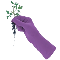 De Wiltfang Foxgloves Original -NatuurlijkeTuinMeester image 371