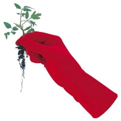 De Wiltfang Foxgloves Original -NatuurlijkeTuinMeester image 374