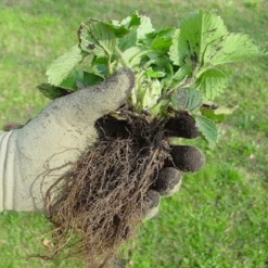 De Wiltfang Foxgloves Original -NatuurlijkeTuinMeester image 376