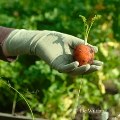 De Wiltfang Foxgloves Original -NatuurlijkeTuinMeester image 377