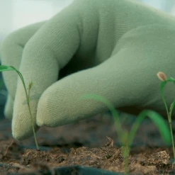 De Wiltfang Foxgloves Original -NatuurlijkeTuinMeester image 378