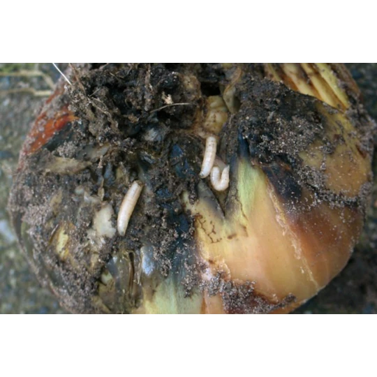 ECOstyle Aaltjes Tegen Larven Uienvlieg 4 ECOstyle Aaltjes Tegen Larven Uienvlieg - Afbeelding 2