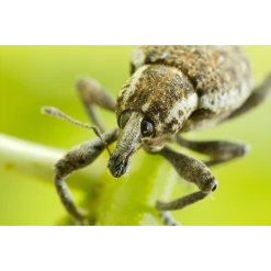 ECOstyle Aaltjes Val Tegen Taxuskever -NatuurlijkeTuinMeester image 417