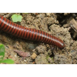 ECOstyle Aaltjes Tegen Miljoenpoten -NatuurlijkeTuinMeester image 419