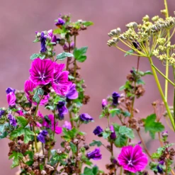 Blossombs Adventskalender - Xmas